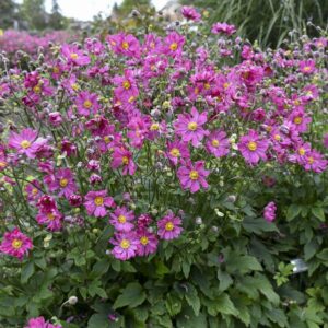 Veternica hupehensis EMMY DEEP ROSE