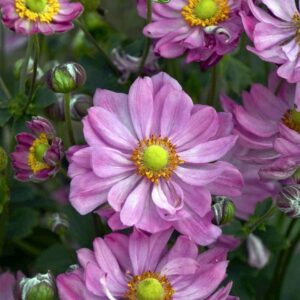 Veternica hupehensis EMMY DEEP ROSE