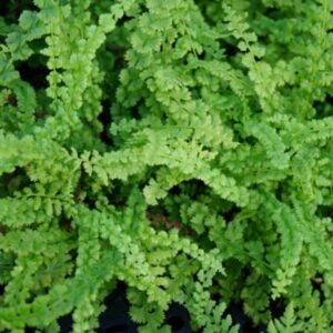 Papraďka samičia FRIZELLIAE