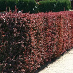 Dráč Thunbergov ATROPURPUREUM