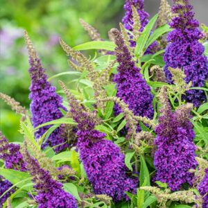 Buddleja davidova Butterfly Candy LITTLE PURPLE