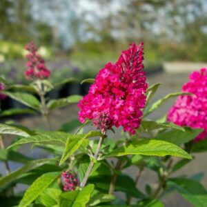 Buddleja davidova Butterfly Candy LITTLE RUBY