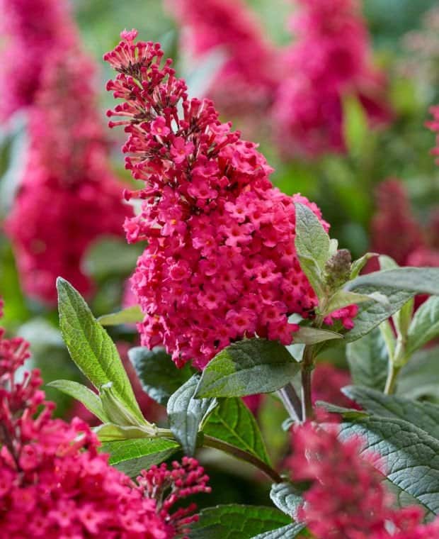 Buddleja davidova Butterfly Candy LITTLE RUBY