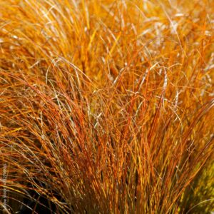 Ostrica PRAIRIE FIRE