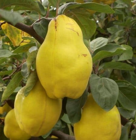 Dula VRANIA