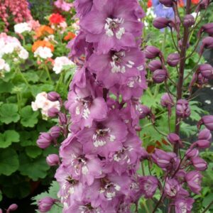 Stračonôžka MAGIC FOUNTAIN DEEP ROSE WHITE BEE