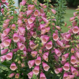 Náprstník PURPUREA ARCTIC FOX ROSE