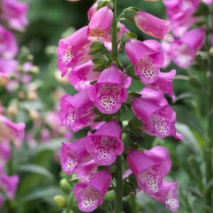 Náprstník PURPUREA ARCTIC FOX ROSE