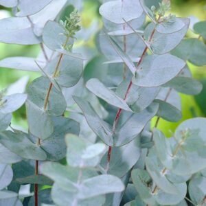 Eucalyptus Gunnii