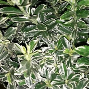 Bršlen Japonský MICROPHYLLUS ALBOVARIEGATUS