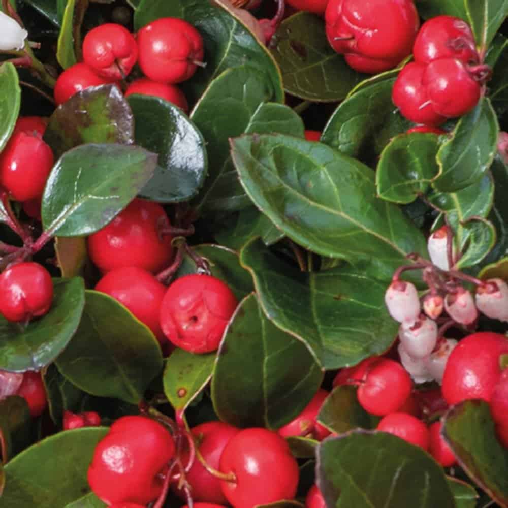 Gaultheria ležatá