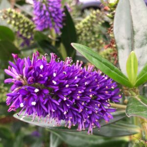 Hebe AUTUMN GLORY