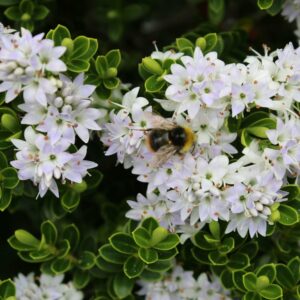 Hebe odora NEW ZEALAND GOLD
