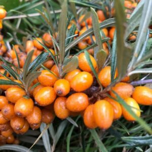 Rakytník rešetliakový FRIESDORFER ORANGE