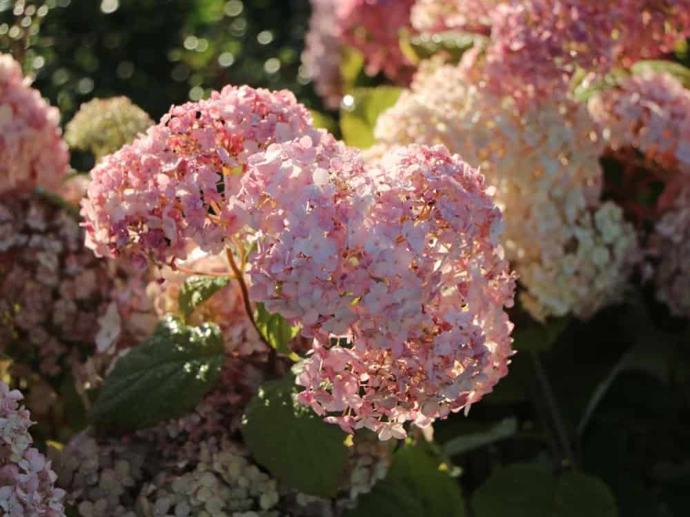 Hortenzia CANDYBELLE BUBBLEGUM
