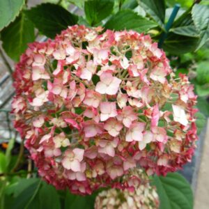 Hortenzia CANDYBELLE BUBBLEGUM