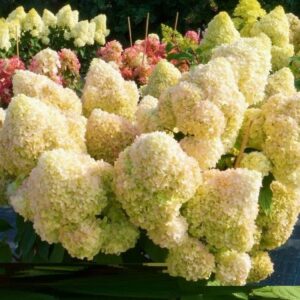 Hortenzia metlinatá DIAMANTINO®