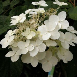 Hortenzia metlinatá UNIQUE
