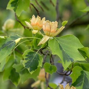 Ľaliovník tulipánokvetý Aureomarginatum