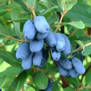Zemolez Kamčatský INDIGO GEM
