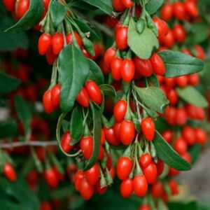 Goji
