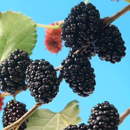 Moruša trpasličia MOJO BERRY®