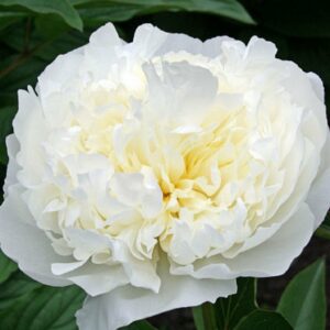 Pivonka DUCHESSE DE NEMOURS