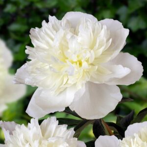 Pivonka DUCHESSE DE NEMOURS