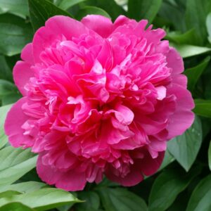 Pivonka EDULIS SUPERBA