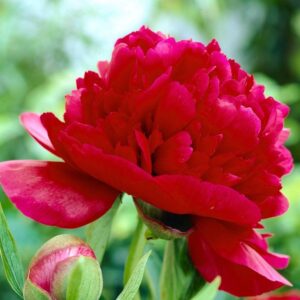 Pivonka RED MAGIC
