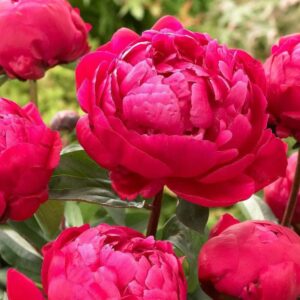 Pivonka RED SARAH BERNHARDT
