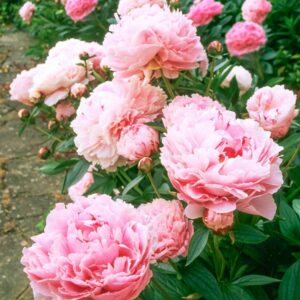Pivonka SARAH BERNHARDT