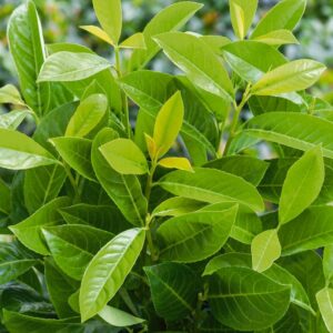 Vavrínovec lekársky ROTUNDIFOLIA