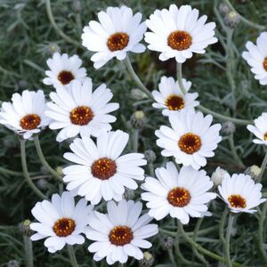 Rhodanthemum CASABLANCA