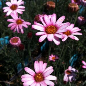 Rhodanthemum MARRAKECH kv2