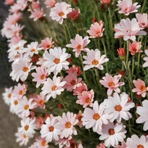 Rhodanthemum MARRAKECH