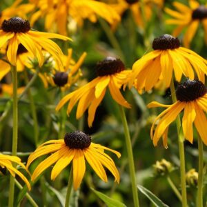 Rudbeckia GOLDSTRUM