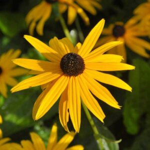 Rudbeckia GOLDSTRUM