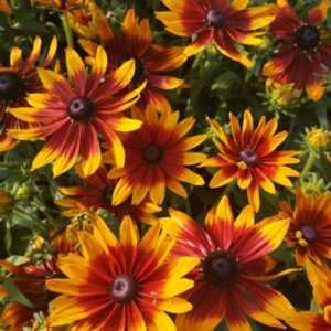 Rudbeckia RUDY FIRE