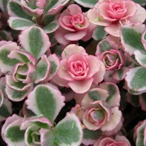 Rozchodník spurium TRICOLOR STONECROP