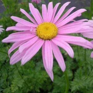 Vratič ROBINSON´S ROSE