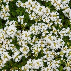 Dúška včasná ALBIFLORUS