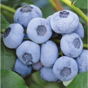 Čučoriedka BLUEGOLD
