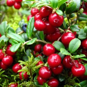 Brusnica RED PEARL