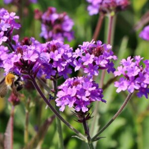 Železník tuhý RIGIDA VENOSA LILAC