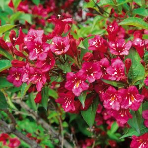 Vajgela kvetnatá BRISTOL RUBY