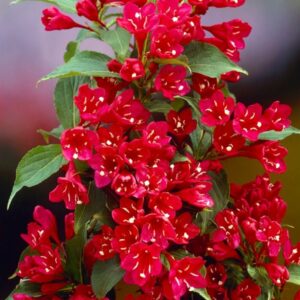 Vajgela kvetnatá BRISTOL RUBY