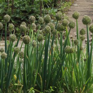 Allium cepa kv2