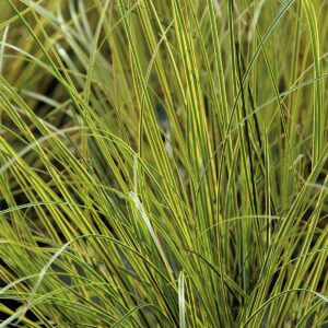 Ostrica japonská AUREOVARIEGATA kv2