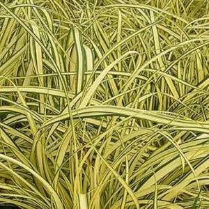 Ostrica ošimenská EVERGOLD kv2
